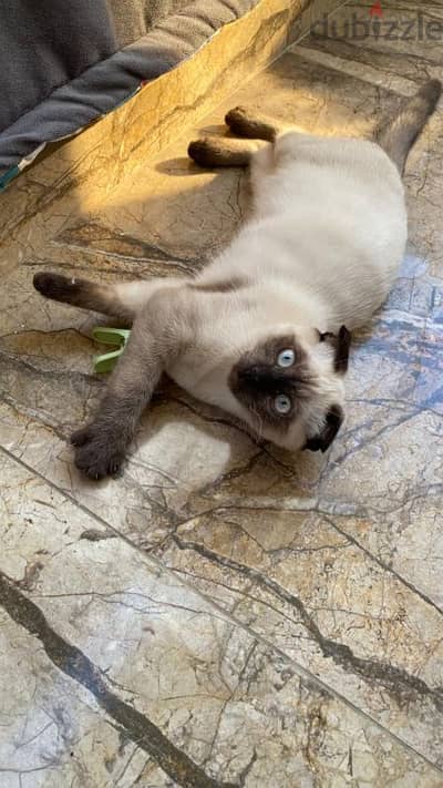 Scottish Fold Cat