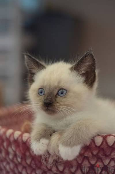 Siamese Kitten Available/Cat/ قطط/Delivery