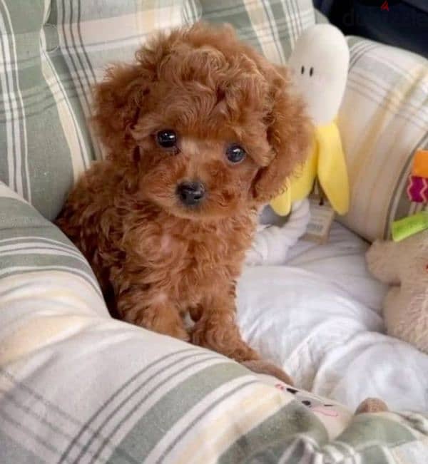 Toy Poodle puppies available Imported high quality delivery 0