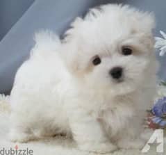 Bichon puppies available dog كلاب Delivery 0