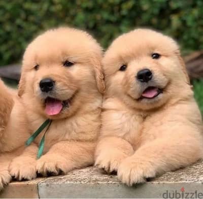 Golden Retriever Puppies Available Pure breed Dog