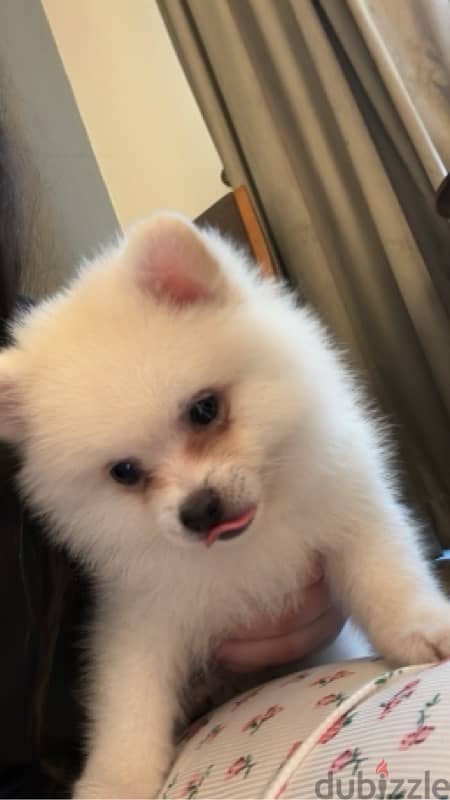 Pomeranian puppy 2 months old 1