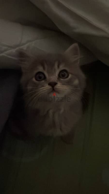 persian kitten male for sale 1