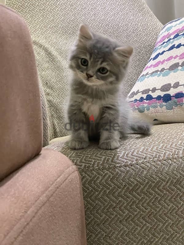 persian kitten male for sale 2