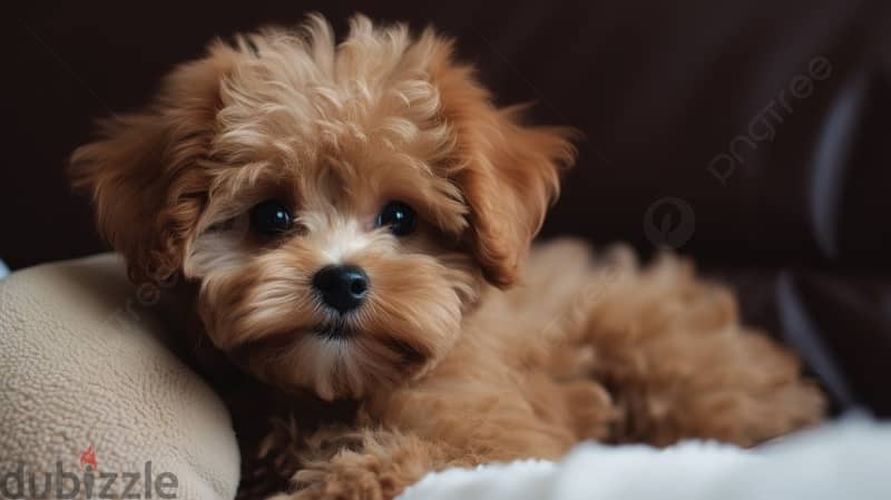 2 month old maltipoo dog 0