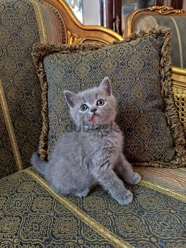 British kittens for sale قطط للبيع 0