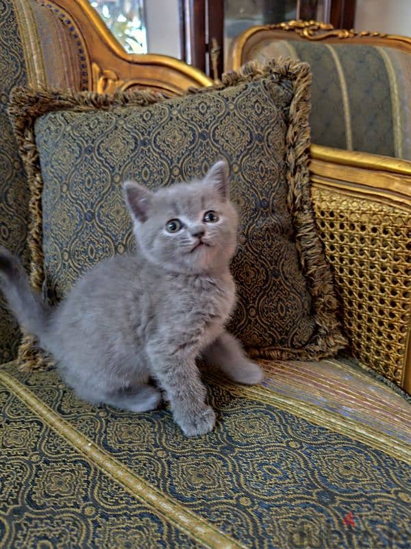 British kittens for sale قطط للبيع 1