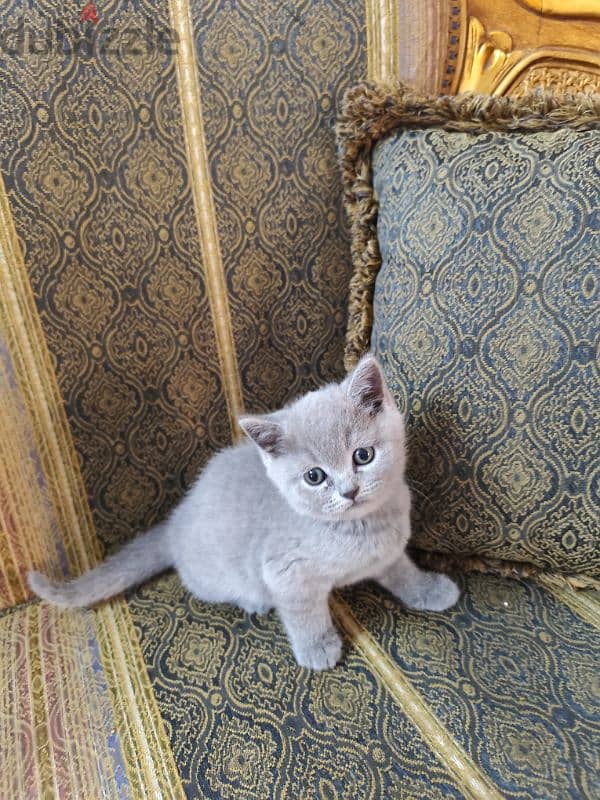 British kittens for sale قطط للبيع 2