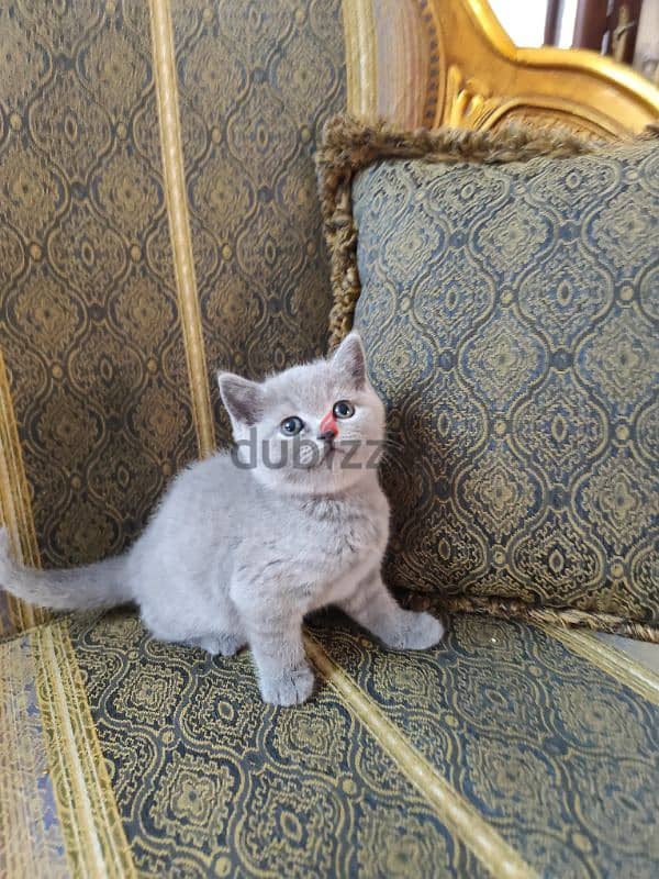 British kittens for sale قطط للبيع 3