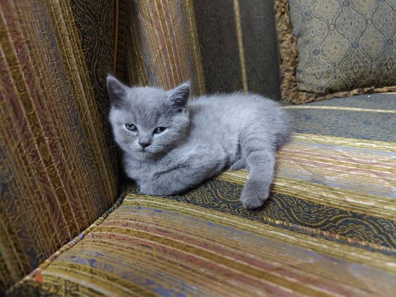 British kittens for sale قطط للبيع 4