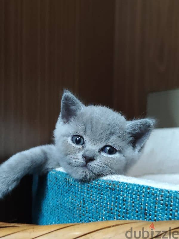 British kittens for sale قطط للبيع 5