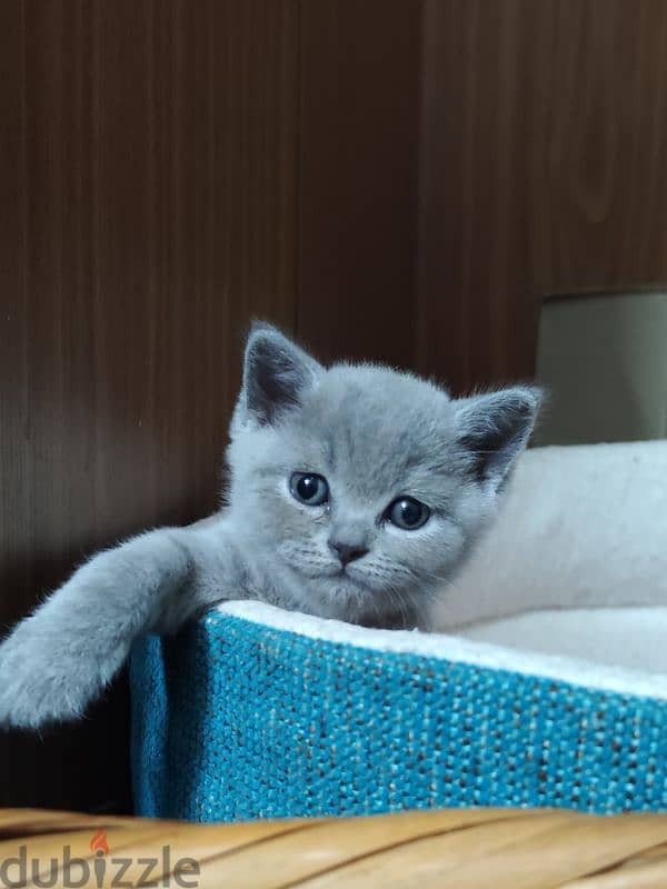 British kittens for sale قطط للبيع 6