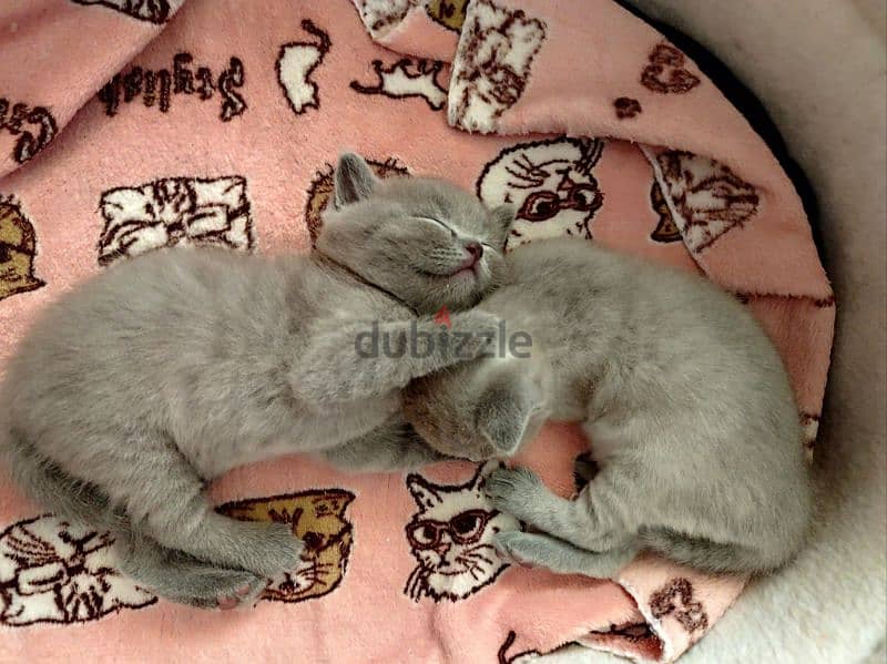 British kittens for sale قطط للبيع 7