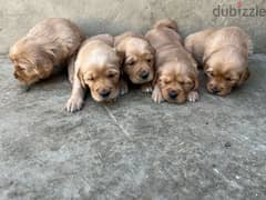 puppies golden retriver for reservation 0