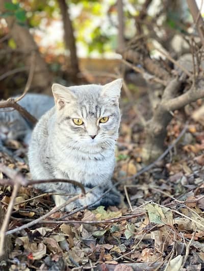 britich kitten , 5 months