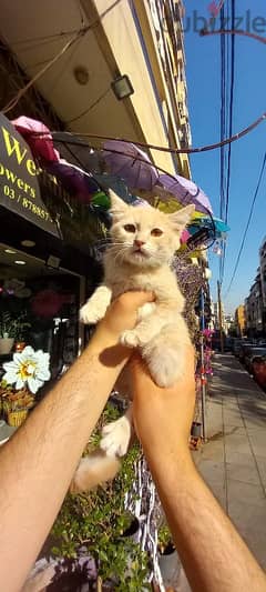 Scottish fold and British gold 0