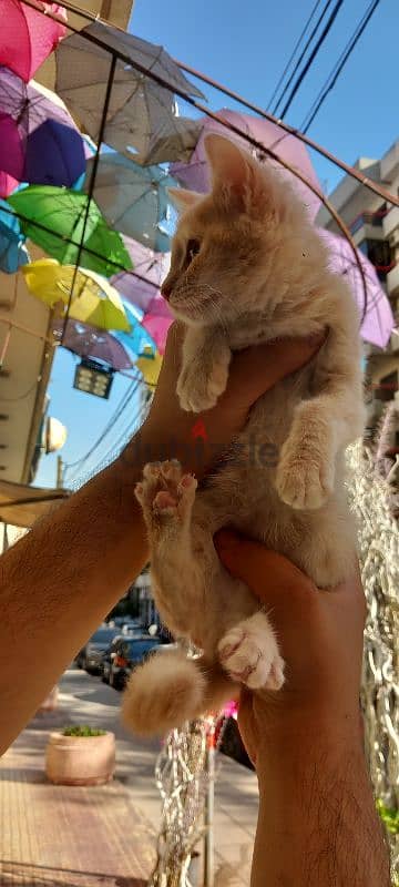 Scottish fold and British gold 1