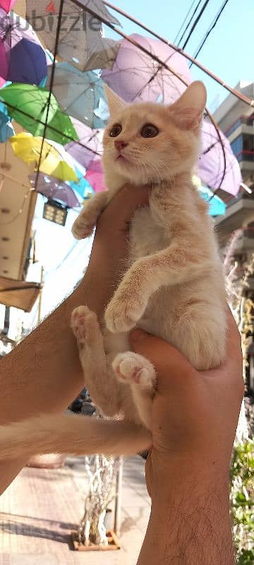 Scottish fold and British gold 2