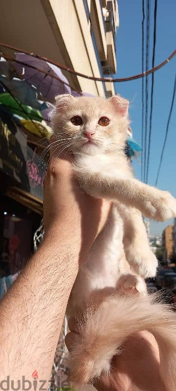 Scottish fold and British gold 3