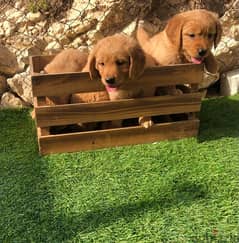 best breed golden retriever puppies available 0