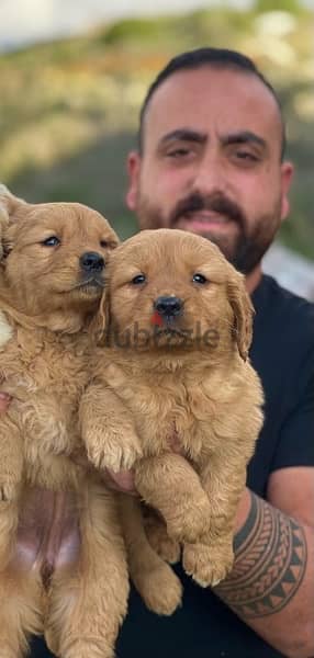 best breed golden retriever puppies available 1