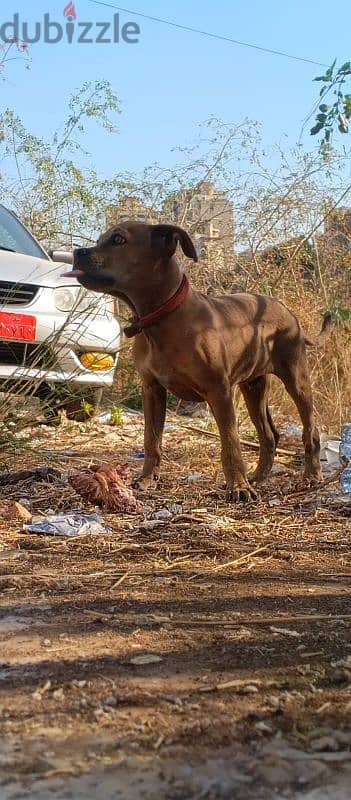 american pitbull terie