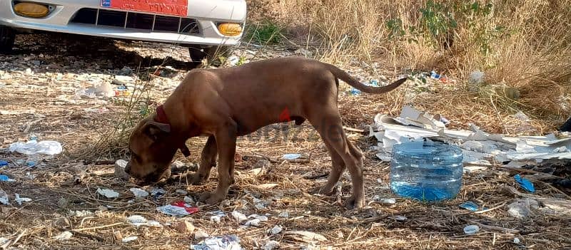 american pitbull terie 1