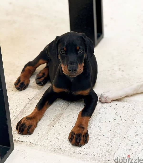 doberman 8