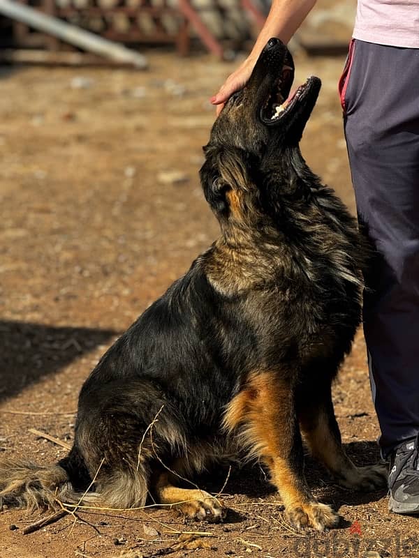 german shepherd 2