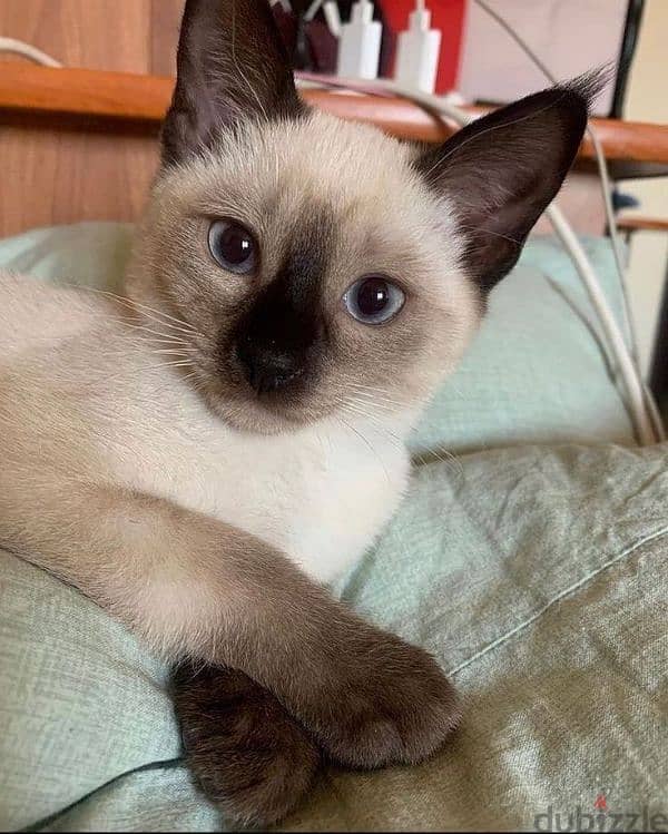 Siamese Kitten Available/ cat قطط 0