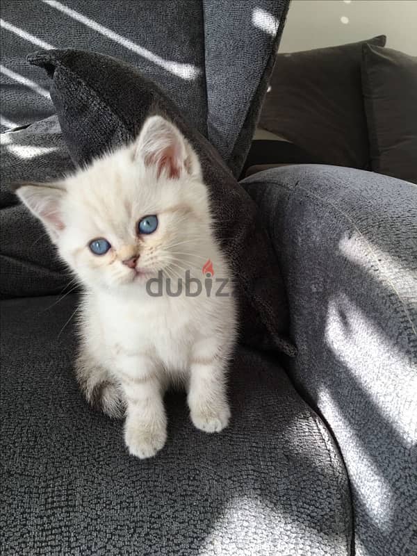 British Shorthair Blue eyes 0