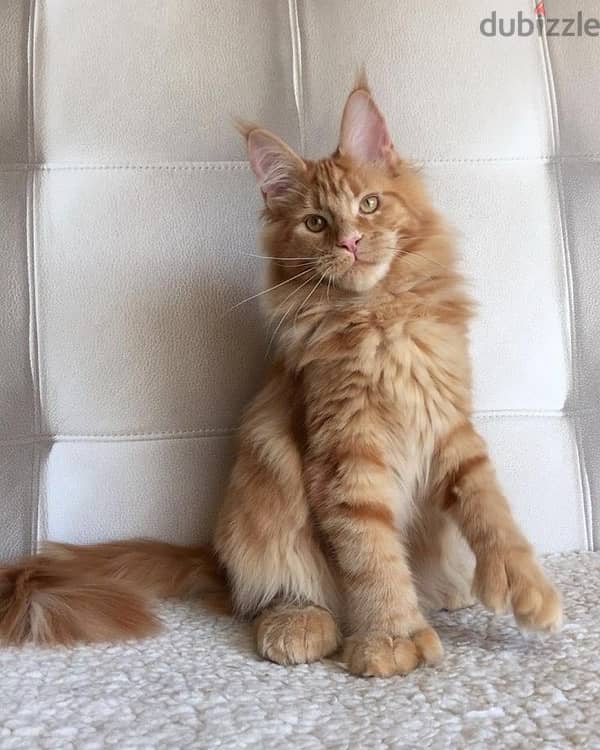 Mainecoon Imported Orange 0