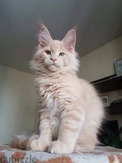 Mainecoon Cream Imported 0