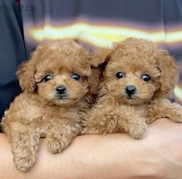 Imported toy Poodle puppy Dog 0