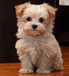 Imported Maltipoo Small Puppy 0