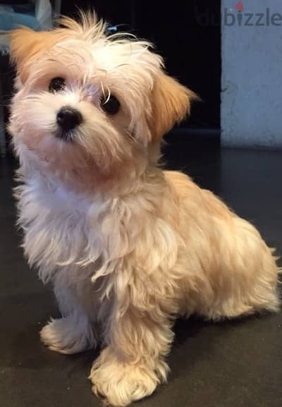 Maltipoo