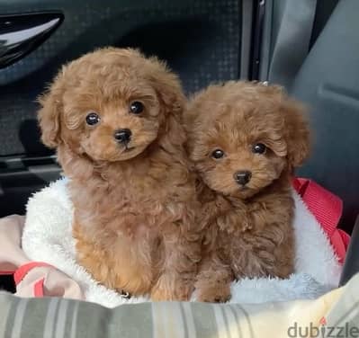 Smallest Toy Poodle imported delivery