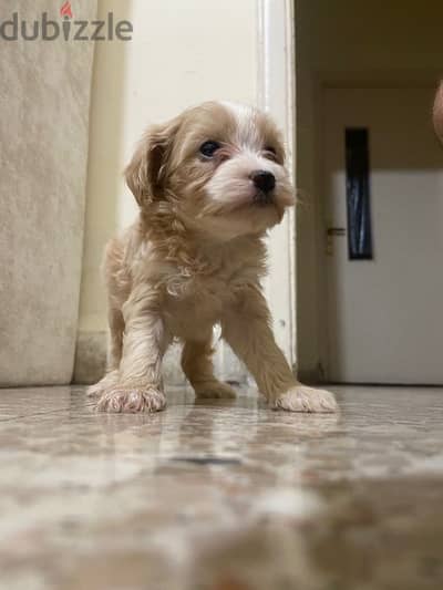 maltipoo female