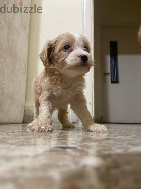 maltipoo female 0