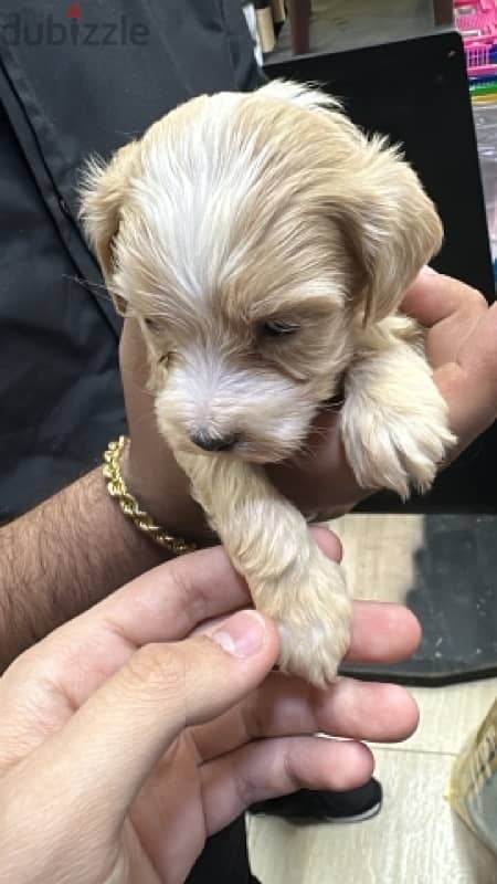 maltipoo female 2