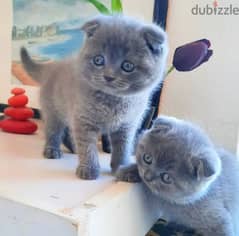 Pure Scottishfold kittens HIGHT QUALITY 0