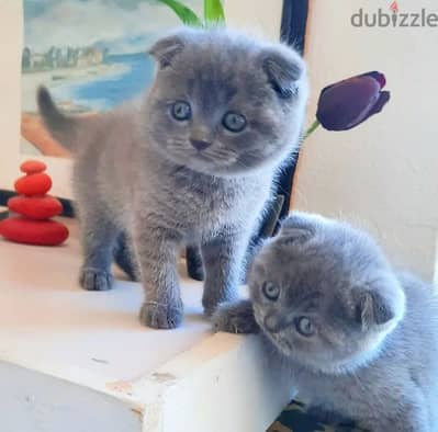 Pure Scottishfold kittens HIGHT QUALITY