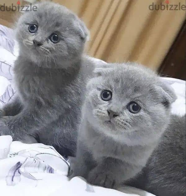 Pure Scottishfold kittens HIGHT QUALITY 1