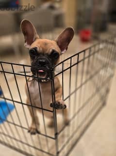 french bulldog male 0