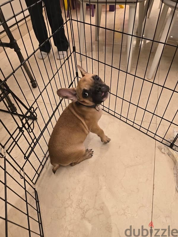 french bulldog male 1