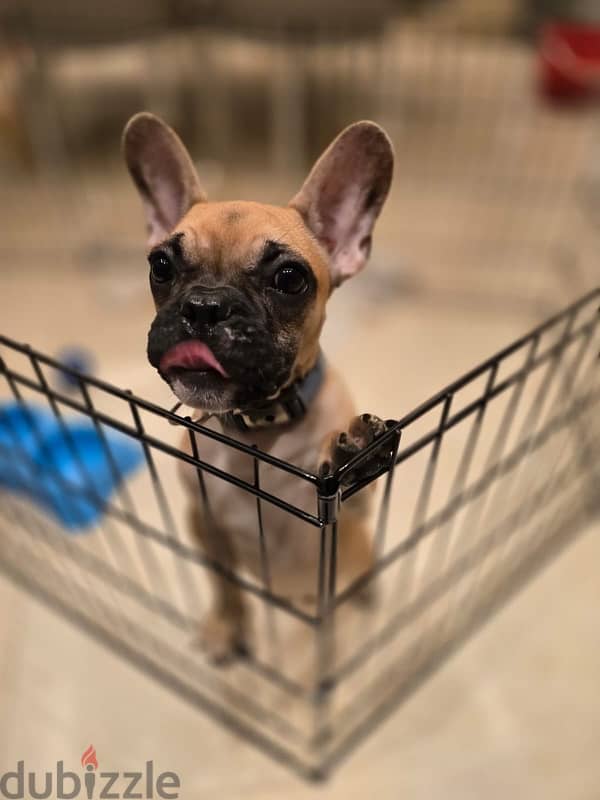 french bulldog male 3