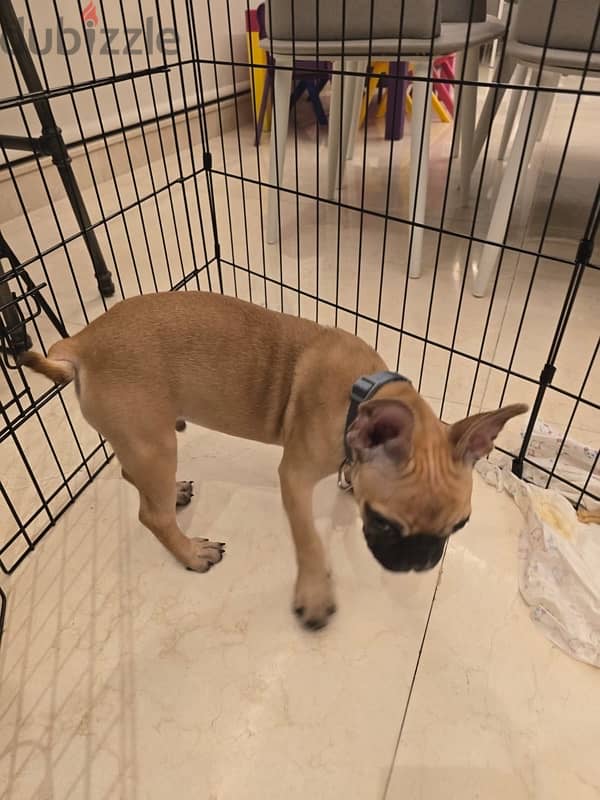 french bulldog male 5