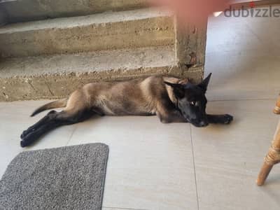 Malinois for sale puppy