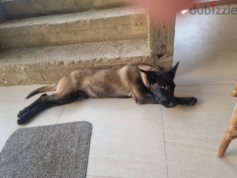 Malinois for sale puppy 4 months age big size male 0