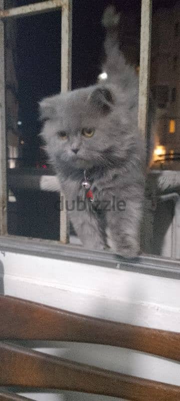 British Longhair male 4 month old 0